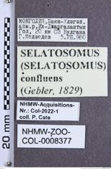 Etikette zu Selatosomus (Selatosomus) confluens confluens (Gebler, 1829) (NHMW-ZOO-COL-0008377)